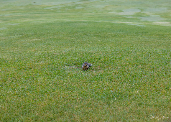 MPC- 2026 Silvertip RMH Photos (33 of 114)